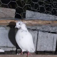 دونه ای ۱۷۰|پرنده|آستانه اشرفیه, |دیوار