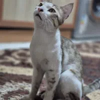 واگذاری  گربه