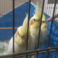 عروس هلندی جوان