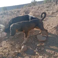 سگ خوب|سگ|فسا, |دیوار
