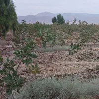 فروش و تهاتر باغ پسته اقساط|فروش زمین و ملک کلنگی|کوهنجان, |دیوار