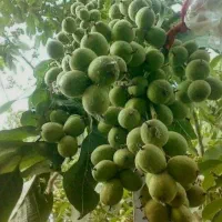 نهال گردو پکان پیوندی|خدمات باغبانی و درختکاری|قیدار, |دیوار