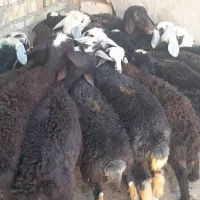 ۱۶ راس ۶ راس نر همه