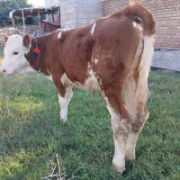 گاو|حیوانات مزرعه|شیراز, اصلاح‌نژاد|دیوار