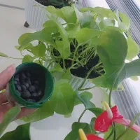 قرص کود|گل و گیاه طبیعی|رشت, پل تالشان|دیوار