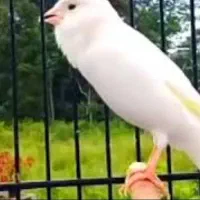 قناری سفید ماده کشیده آماده