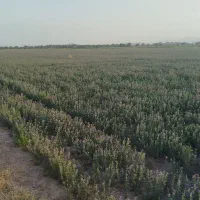 فروش یونجه پرسی