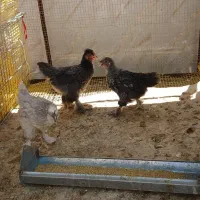 جوجه ۲ ماهه گلین.برهما