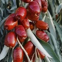 نهال باکیفیت سنجد حاج حسینی|خدمات باغبانی و درختکاری|قیدار, |دیوار