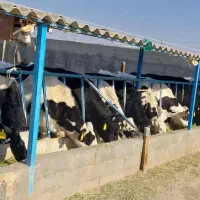 شیر گاو‌ی