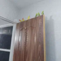 طوطی کوتوله