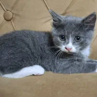 بچه گربه|گربه|تبریز, |دیوار