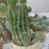 کاکتوس کروی