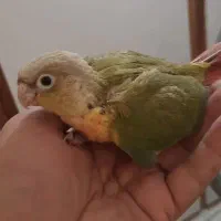 جوجه گرینچیک