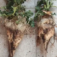 چغندر ،تفاله ،اذوقه|عمده‌فروشی|سبزوار, امیر کبیر|دیوار