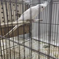 طوطی لوتینو|پرنده|بندر ماهشهر, |دیوار