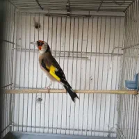 2عددسهره نر فروشی