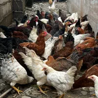 فروش مرغ تخمگذار و نیمچه گلپایگانی|حیوانات مزرعه|رشت, لاکان شهر|دیوار