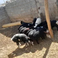 فروش بره صادرات