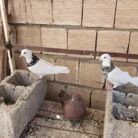 پرنده