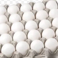 پخش تخم مرغ