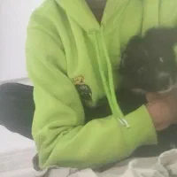 سگ پامر اشپیتز (شادو)|سگ|رشت, استقامت ۲|دیوار