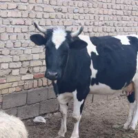 گاو چاق مخصوص عید قربان