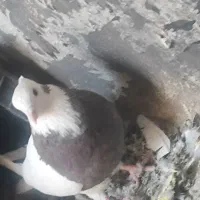 کبوتر طوقی و دوکت