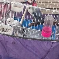 طوطی برزیلی