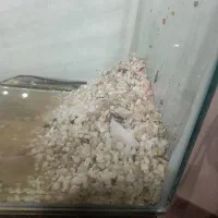 اکواریوبا لوازم سالم|ماهی|خاوران, |دیوار