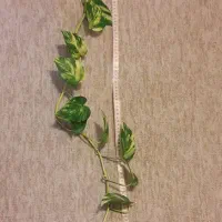 قلمه سینگونیوم و پتوس|گل و گیاه طبیعی|تهران, مجیدیه|دیوار