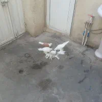 کبوتر