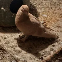 کبوتر سسلی|پرنده|سیلوانه, |دیوار