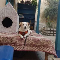 واگذاری پد خانگی|سگ|کرج, گوهردشت|دیوار