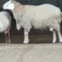 قوچ و بره نر هترو