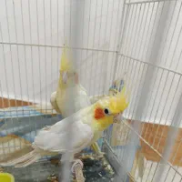 جفت عروس هلندی مولد|پرنده|فردوس (خراسان), |دیوار