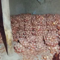 پیاز درشت|خوردنی و آشامیدنی|فاروج, |دیوار