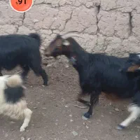 فروش بز کهره دار  استان فارس شهرستان بوانات