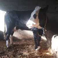 گاو گوساله دار|حیوانات مزرعه|رامیان, |دیوار