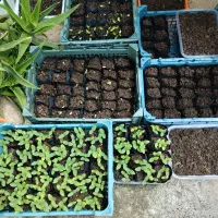 فروش محلی خیار درختی با ( ضمانت بار دهی )