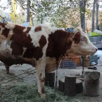 سه راس گوساله نر سیمینتال اصل