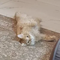 واگذاری گربه|گربه|تهران, پرستار|دیوار