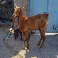 دوتابزدورگ