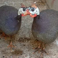 مرغ و خروس شاخدار