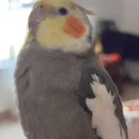 عروس هلندی گمشده