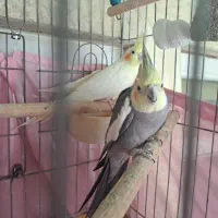 عروس هلندی فروشی جفت با قفس و لانه و تخم هایش