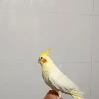 طوطی عروس ماده