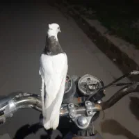 کبوتر