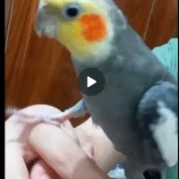 عروس هلندی نر سینامون|پرنده|سنگر, |دیوار