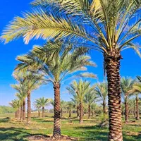 ریشه پرس اصل نخل تضمینی پالم مقاوم فنیکس|خدمات باغبانی و درختکاری|بیرجند, |دیوار